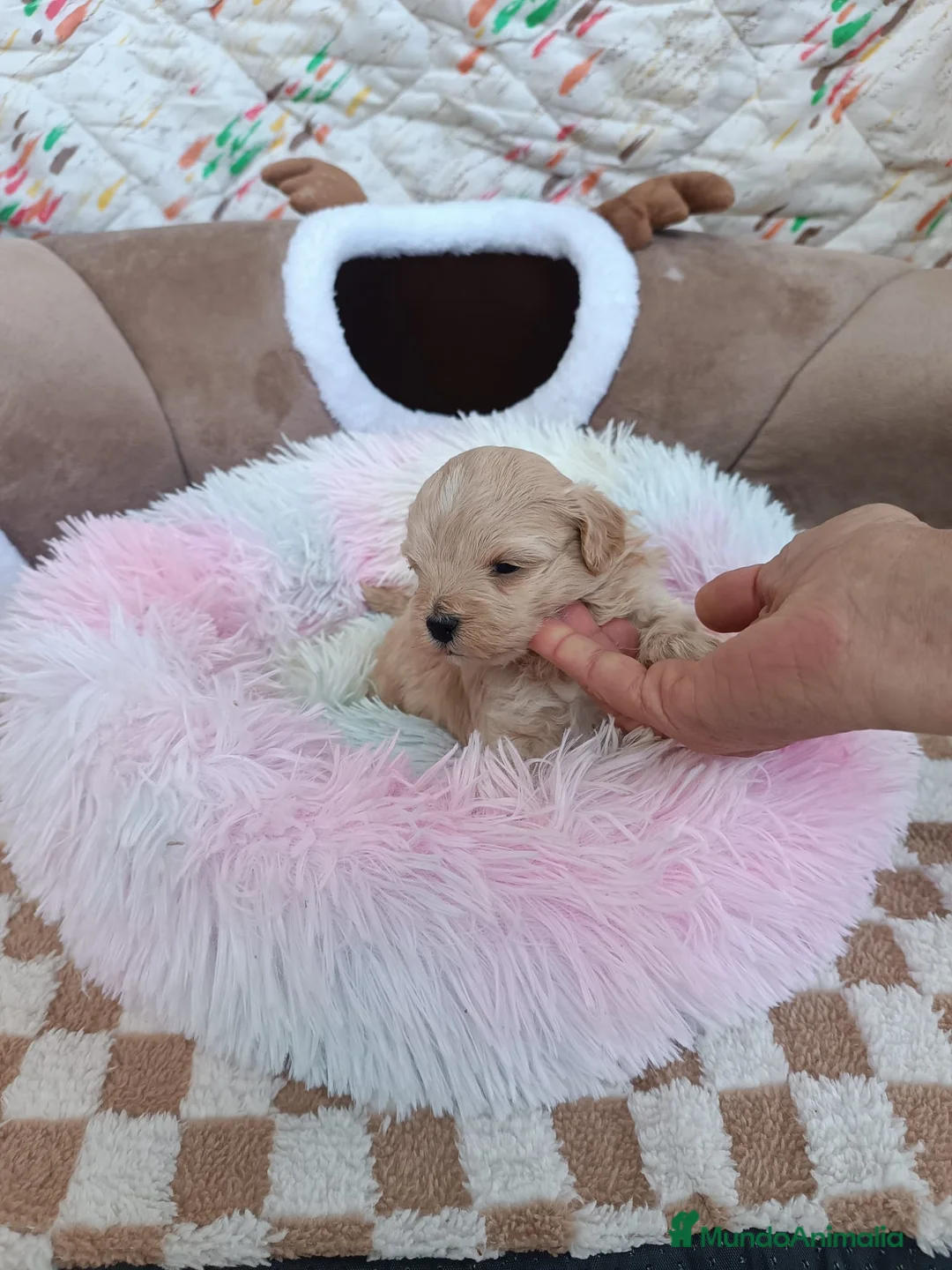 Maltipoo perros en venta: MALTIPOO LINDA HEMBRITA  - Anuncio 2