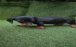 Teckel Miniatura perros en venta: teckel canichen  negro fuego  - Imagen 14