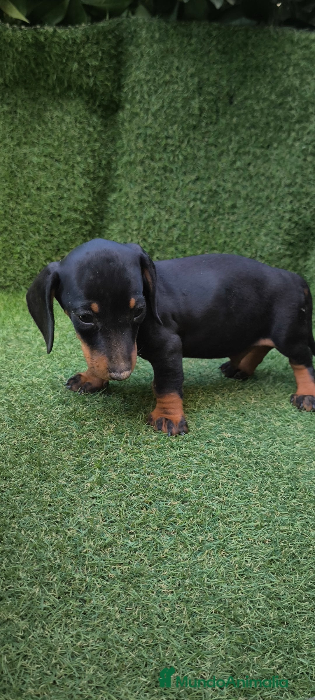 Teckel Miniatura perros en venta: teckel canichen  negro fuego  - Imagen 14