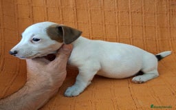 Jack Russell Terrier perros en venta: JACK RUSSEL  - Imagen 4
