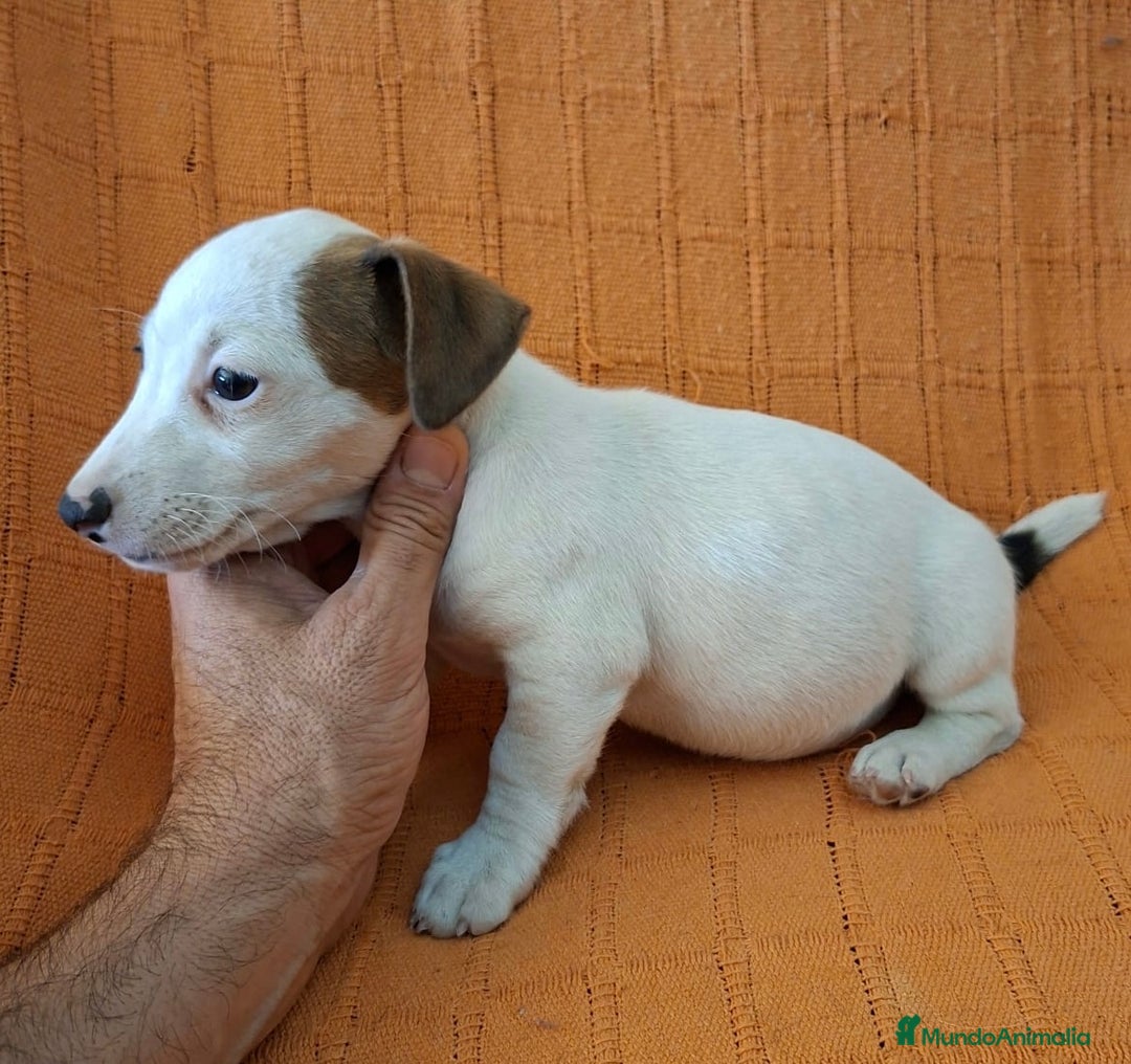 Jack Russell Terrier perros en venta: JACK RUSSEL  - Imagen 4