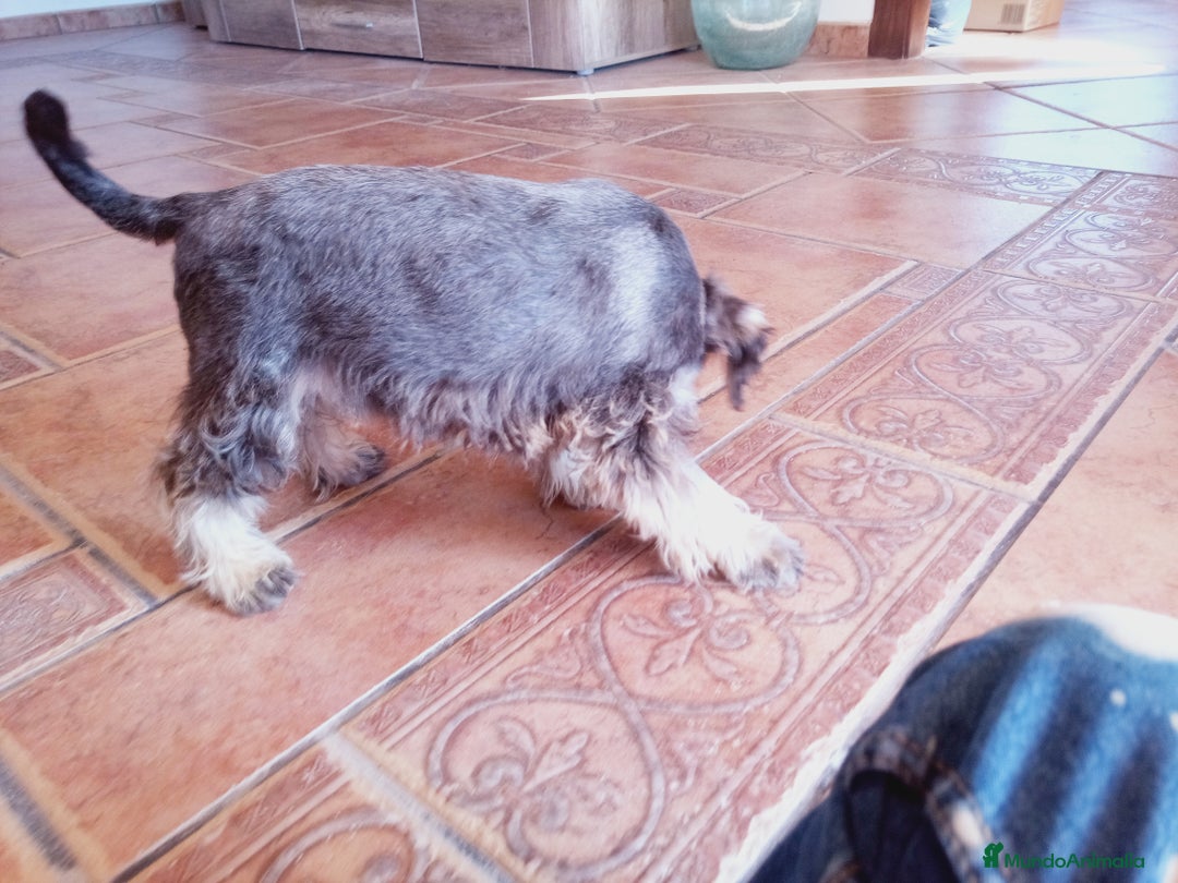 Schnauzer Miniatura perros en venta: Hembrita de Schnauzer negro/plata  - Anuncio 9