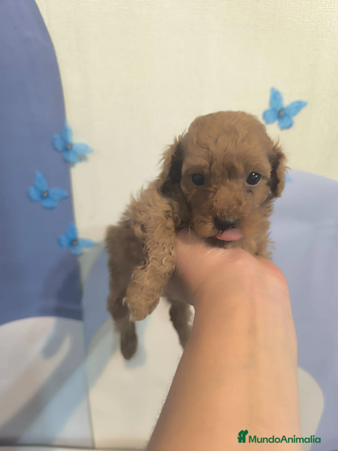 Caniche Toy perros en venta: Caniche en Curtis La Coruña - Anuncio 4