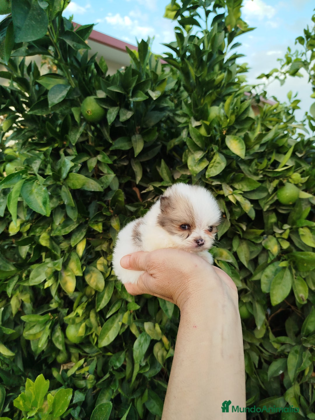 Pomerania perros en venta: Lulú de pomerania toy  - Imagen 3