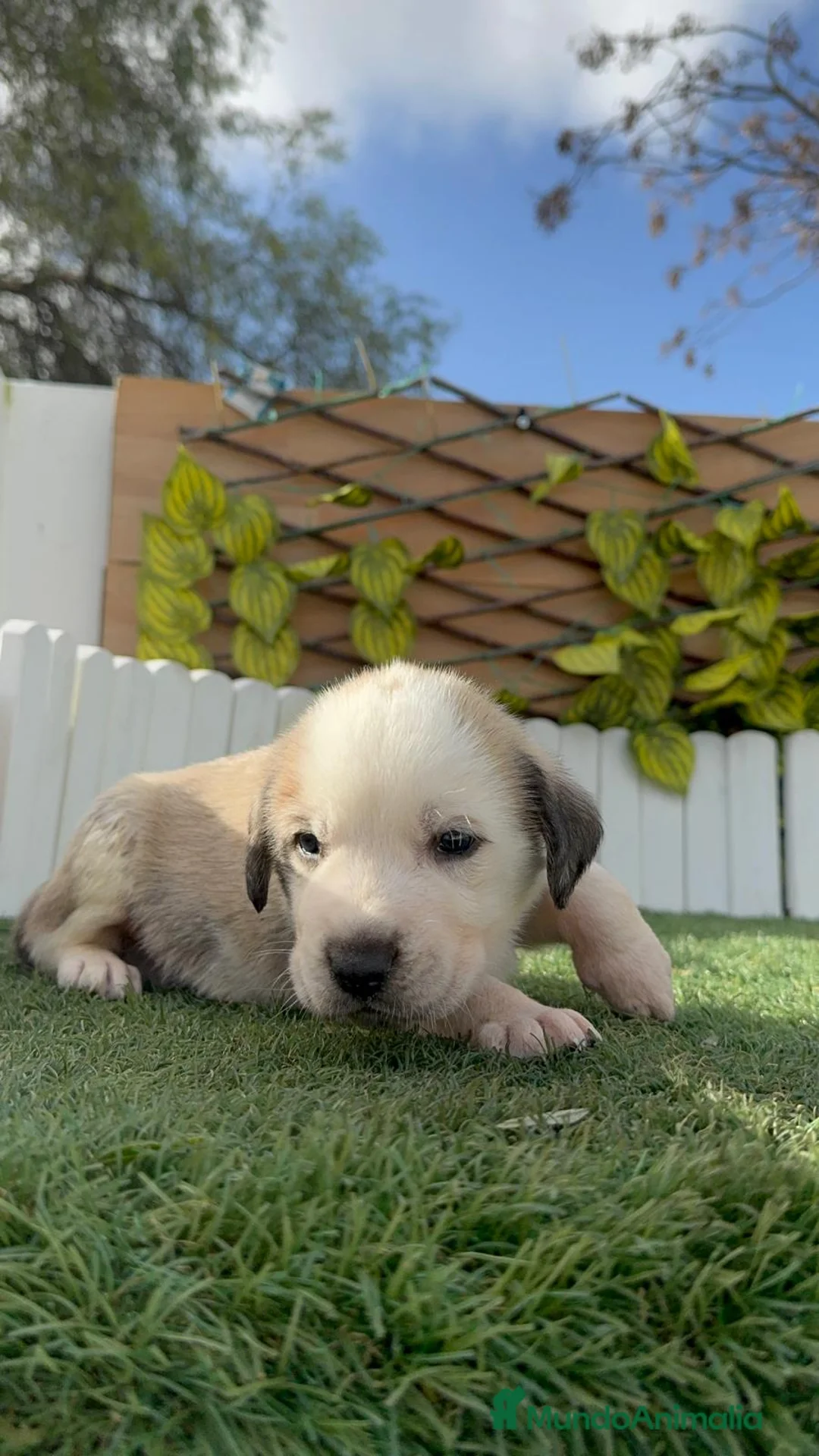 Mastín Español perros en venta: MASTIN ESPAÑOL - Anuncio 9