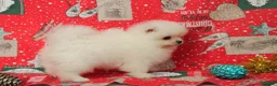Pomerania perros en venta: POMERANIA  LINEA TOY   MUY CHATO - Anuncio 16