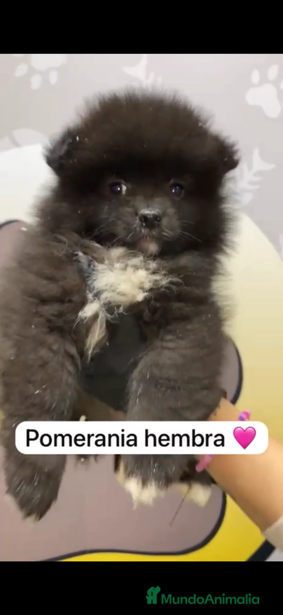 Pomerania perros en venta: Pomerania Lulú disponible - Anuncio 1