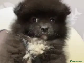 Pomerania perros Pomerania Lulú disponible - Anuncio 1