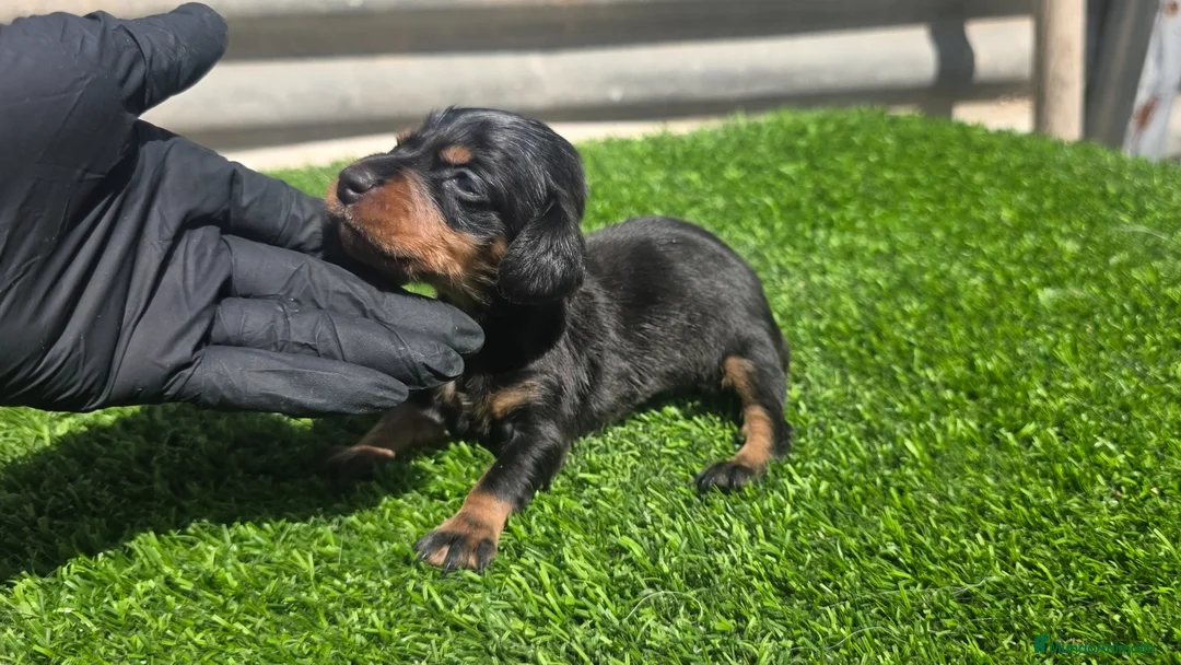 Teckel Miniatura perros en venta: Teckel kaninchen  - Anuncio 3