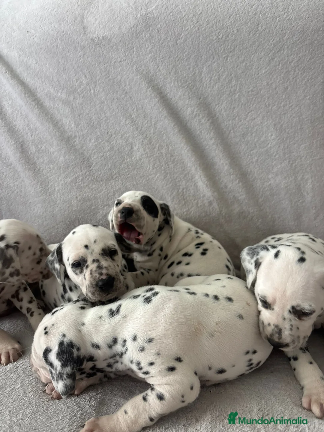 Dálmata perros en venta: Se venden dalmatas de máxima calidad - Anuncio 16