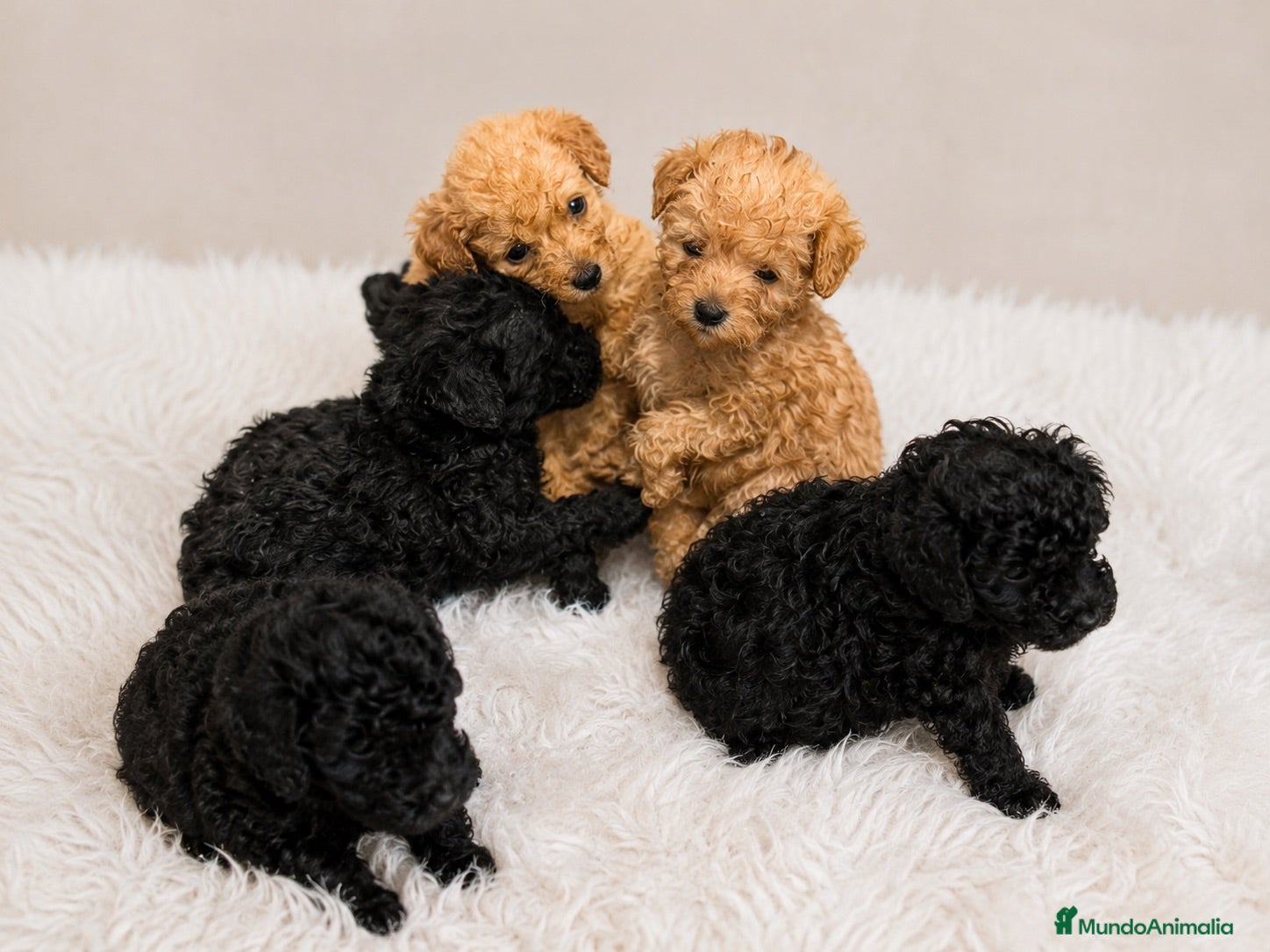 Caniche Toy perros Caniches Toy 🐶🐾 - Anuncio 2