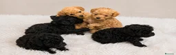 Caniche Toy perros en venta: Caniches Toy 🐶🐾 - Anuncio 1