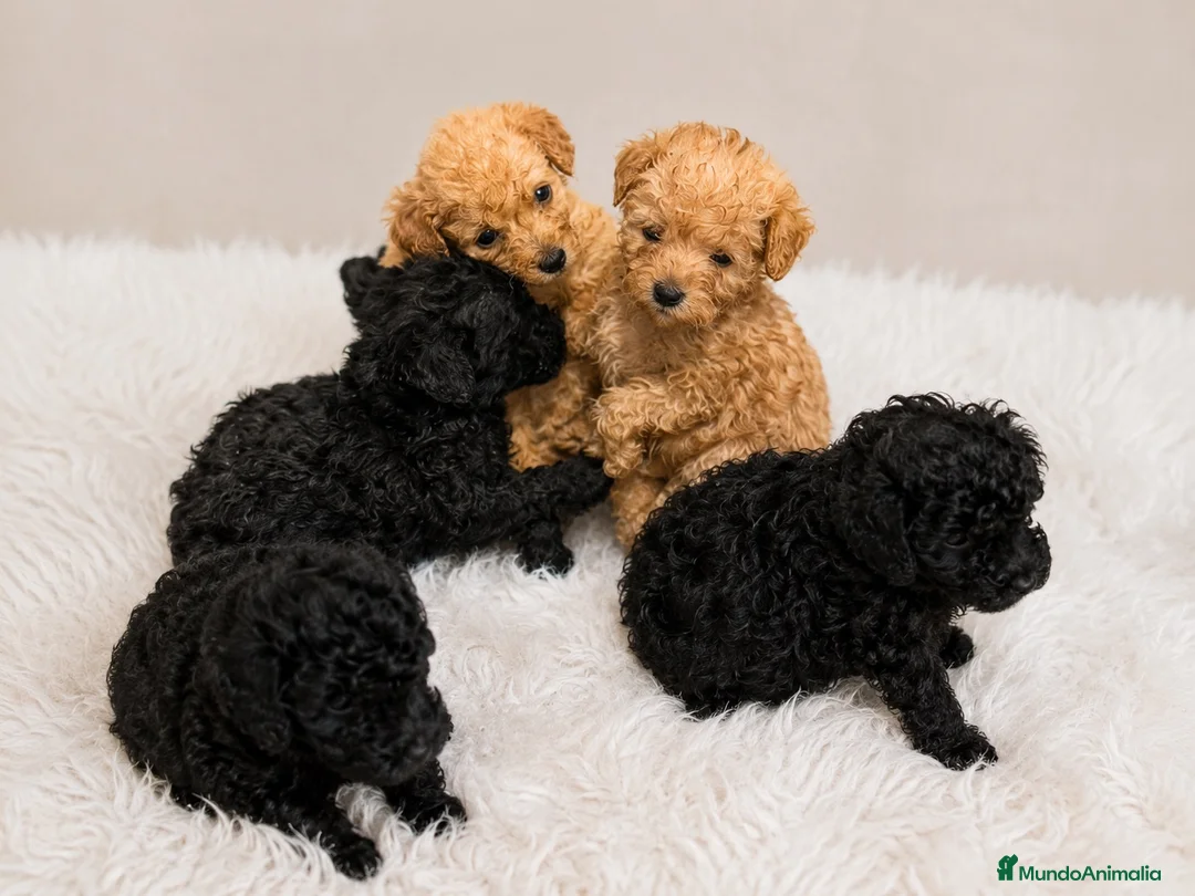 Caniche Toy perros en venta: Caniches Toy 🐶🐾 - Anuncio 1