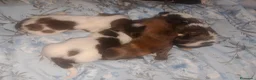 Maltipom perros en venta: Camada de maltipom  - Anuncio 8