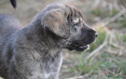 Mastín Español perros en venta: Cachorros de Mastin Español Ganadero Autóctono - Imagen 5