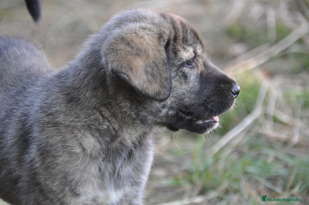Mastín Español perros en venta: Cachorros de Mastin Español Ganadero Autóctono - Imagen 5