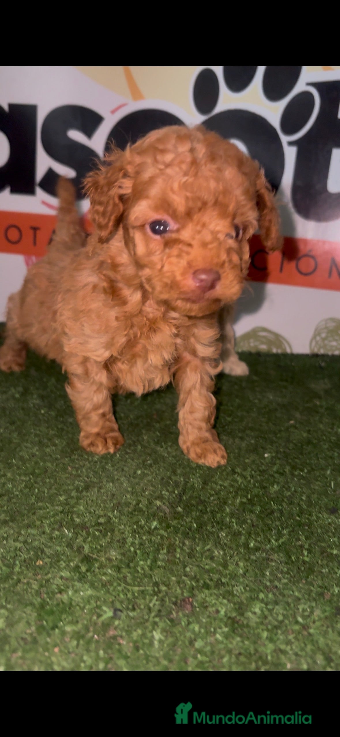 Caniche Toy perros Caniche Toy en Murcia - Anuncio 20