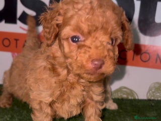 Caniche Toy perros en Murcia - Anuncio 6