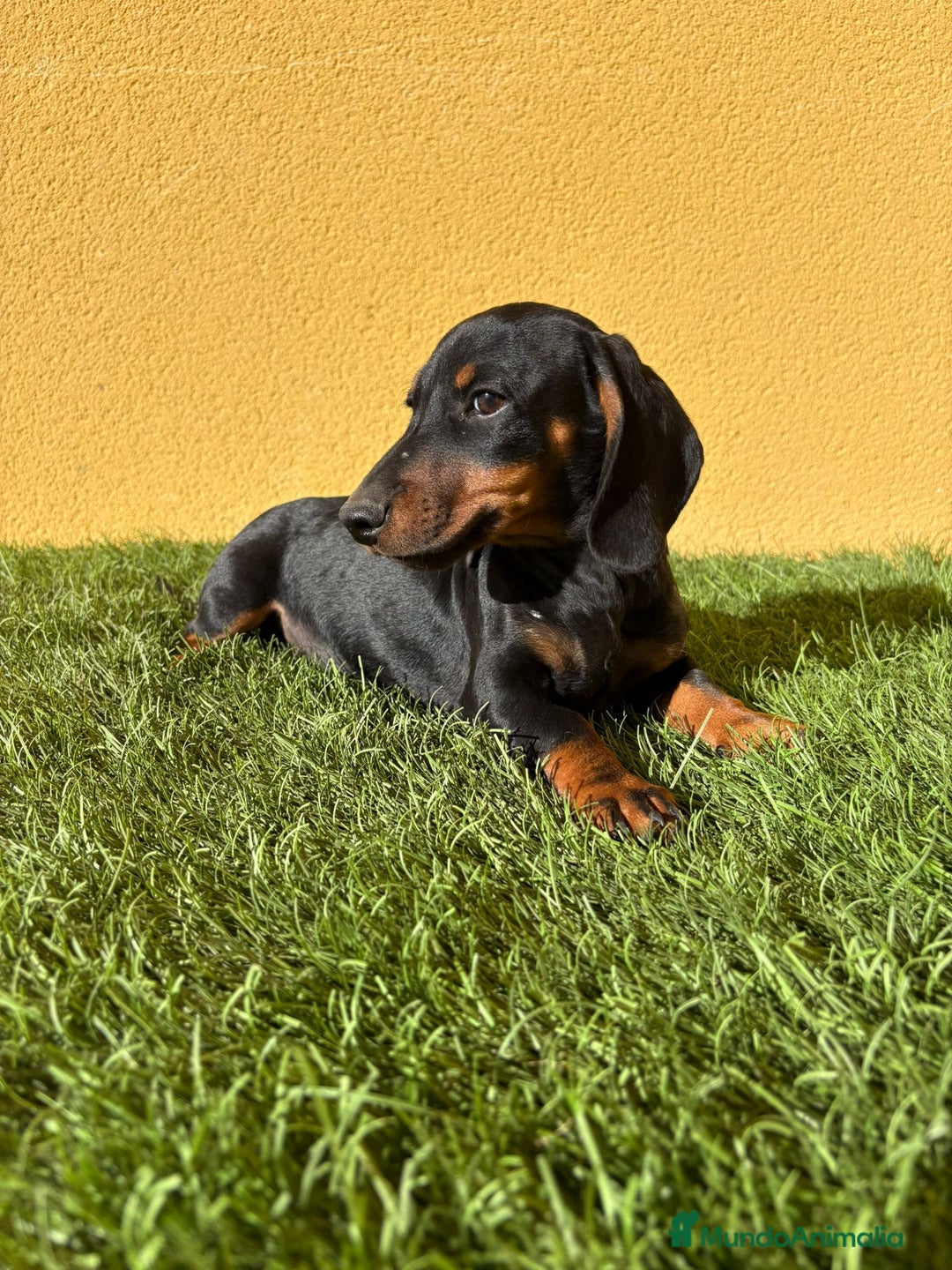 Teckel Miniatura perros en venta: macho teckel miniatura negro fuego  - Imagen 1