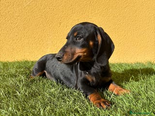 Teckel Miniatura perros macho teckel miniatura negro fuego - Anuncio 2