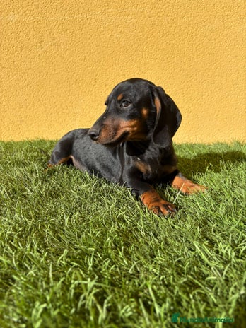 Teckel Miniatura perros - Anuncio 1