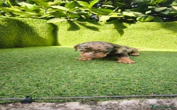 Teckel Miniatura perros en venta: camada teckel canichen muy pequeños  - Imagen 20