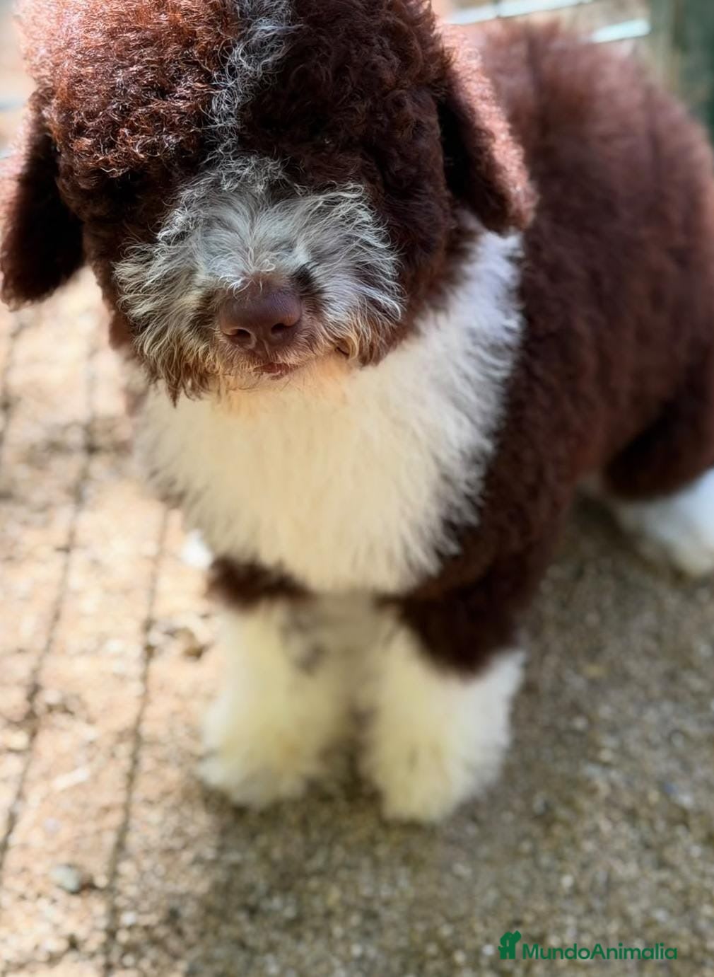 Perro de Agua Español perros Perro de agua español chocolate🐾 - Anuncio 1