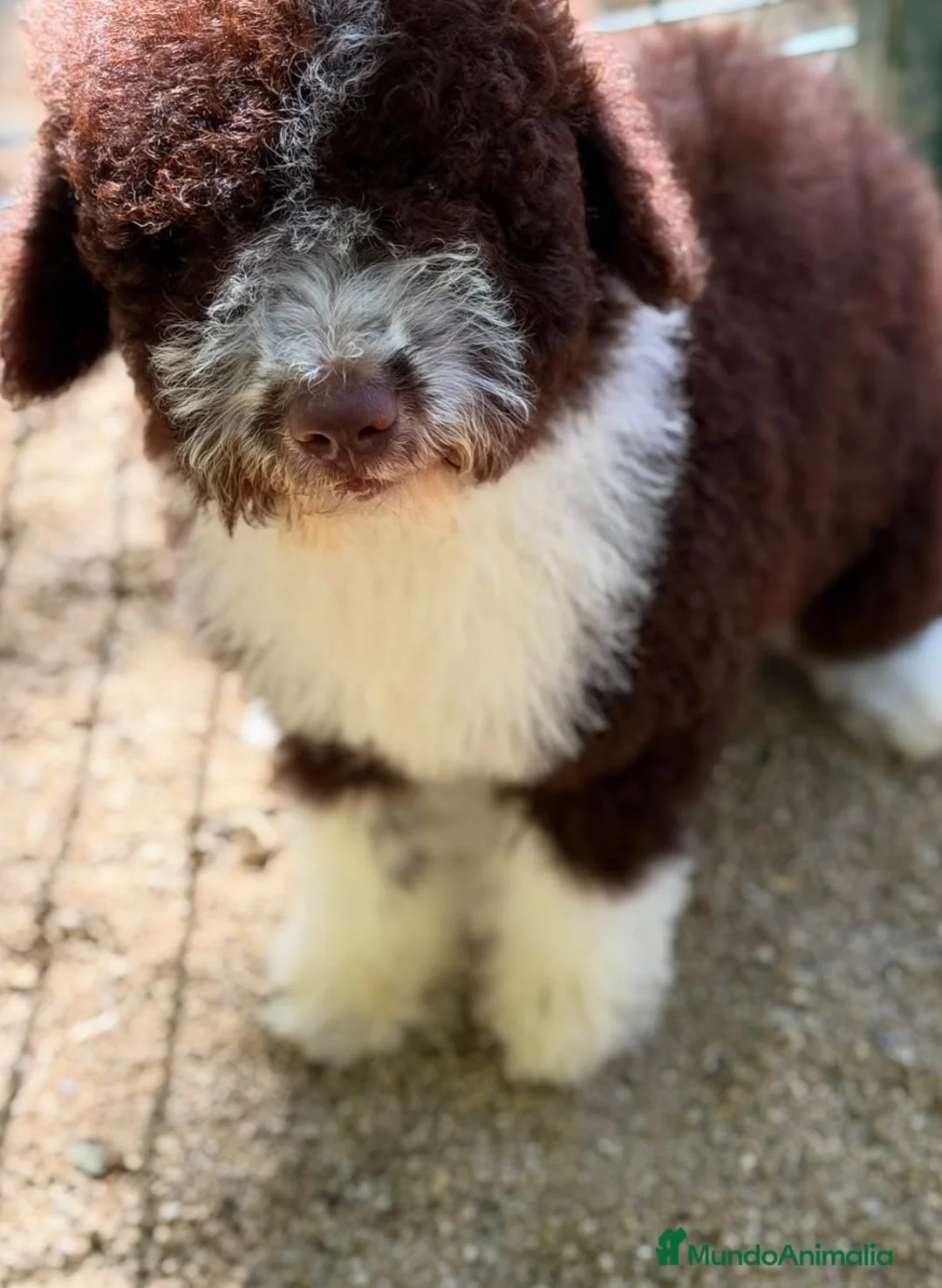 Perro de Agua Español perros en venta: Perro de agua español chocolate🐾 - Anuncio 1