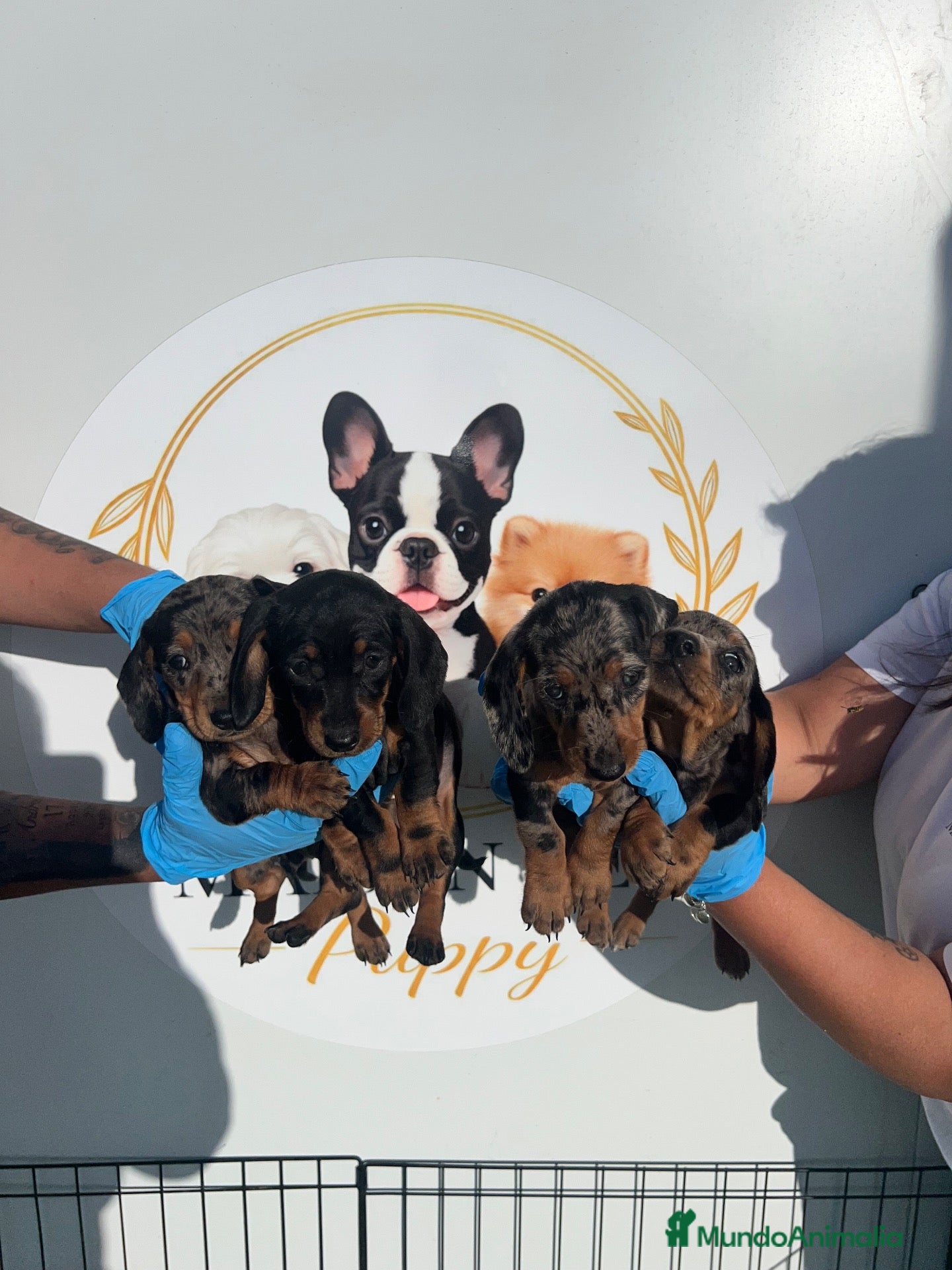Teckel Miniatura perros PEQUEÑITAS LLENAS DE AMOR TECKEL ARLEQUIN - Anuncio 1