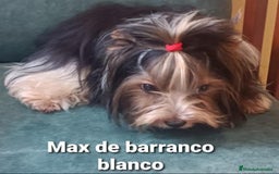 Biewer Yorkshire Terrier a la Pom Pon perros para monta: Biewer con pedigree - Imagen 5