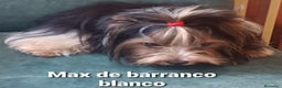 Biewer Yorkshire Terrier a la Pom Pon perros para monta: Biewer con pedigree - Anuncio 5