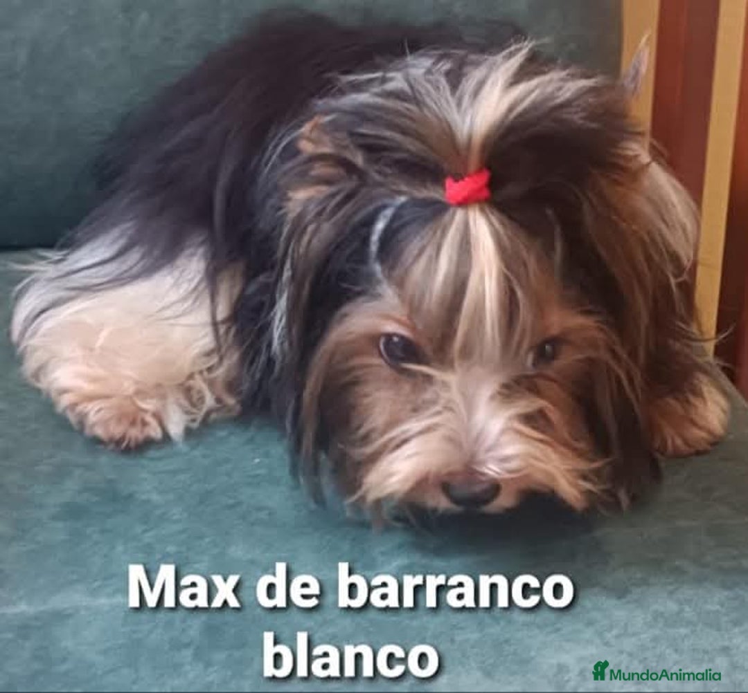 Biewer Yorkshire Terrier a la Pom Pon perros para monta: Biewer con pedigree - Imagen 5