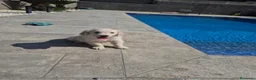 Golden Retriever perros en venta: Golden Retriever impresionantes en Girona - Anuncio 18