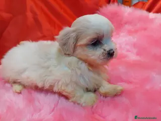 Shih Tzu perros SHIH TZU HEMBRA EXCLUSIVA - Anuncio 1