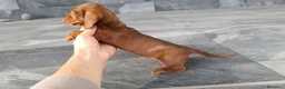 Teckel Miniatura perros en venta: Teckel mink - Anuncio 4