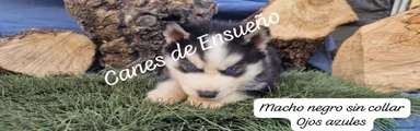 Husky Siberiano Cachorro 3