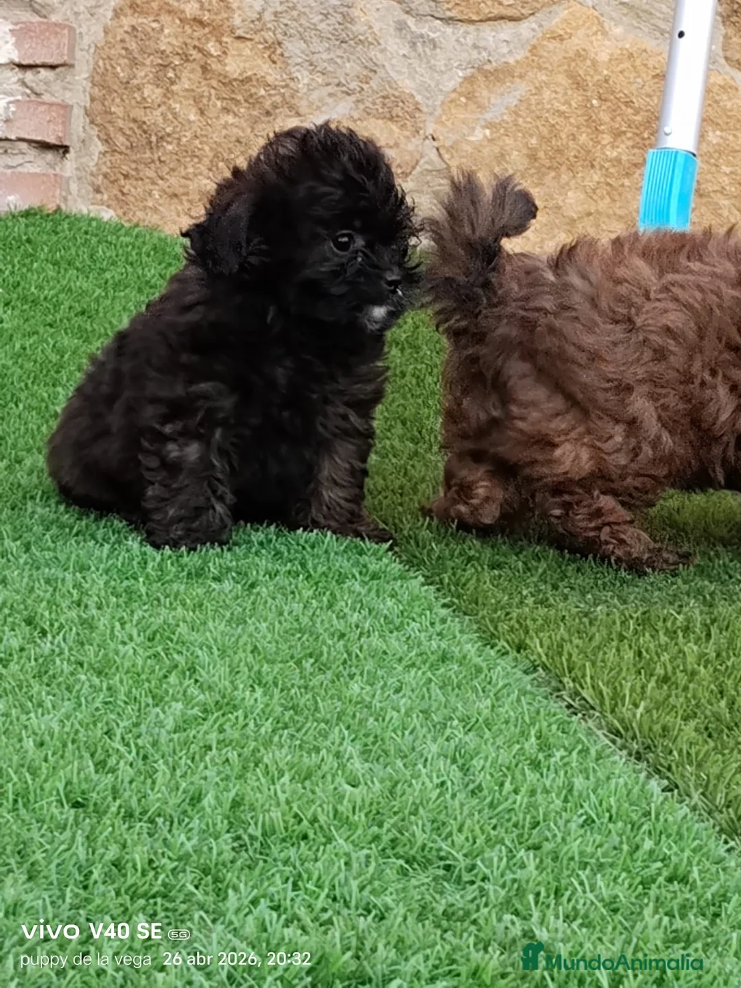 Maltipoo perros en venta: Maltipoo  - Anuncio 5