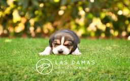 Beagle perros en venta: Beagle tricolor, criados con amor - Imagen 5