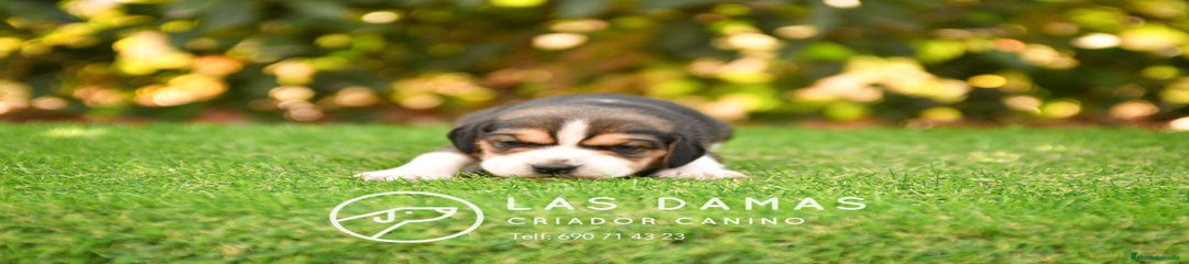 Beagle Hembra 1