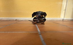 Teckel Miniatura perros en venta: Teckel Kaninchen arlequín Merle plata  - Anuncio 18