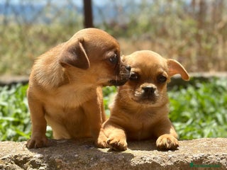 Chihuahua perros - Anuncio 11