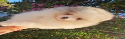 Pomerania perros en venta: Pomerania con ojos azules - Anuncio 3