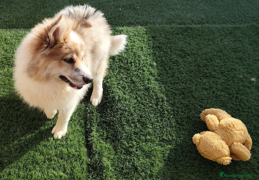 Border Collie perros en venta: Bordercollie  - Anuncio 3