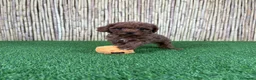 Caniche Toy perros en venta: CANICHE TOY  - Anuncio 1