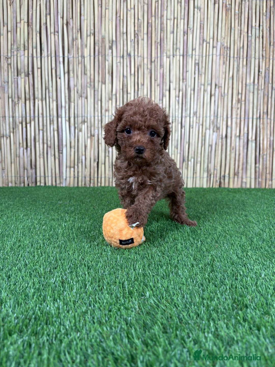 Caniche Toy perros en venta: CANICHE TOY  - Anuncio 1