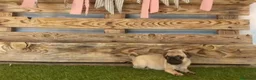 Carlino - Pug perros en venta: Cachorros de carlino🐶🐾 en Málaga - Anuncio 4