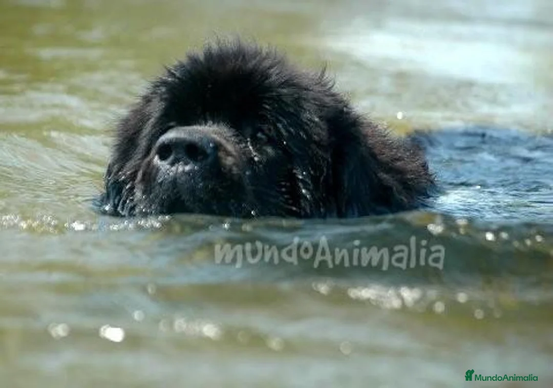 Imagen de galería {{count}}