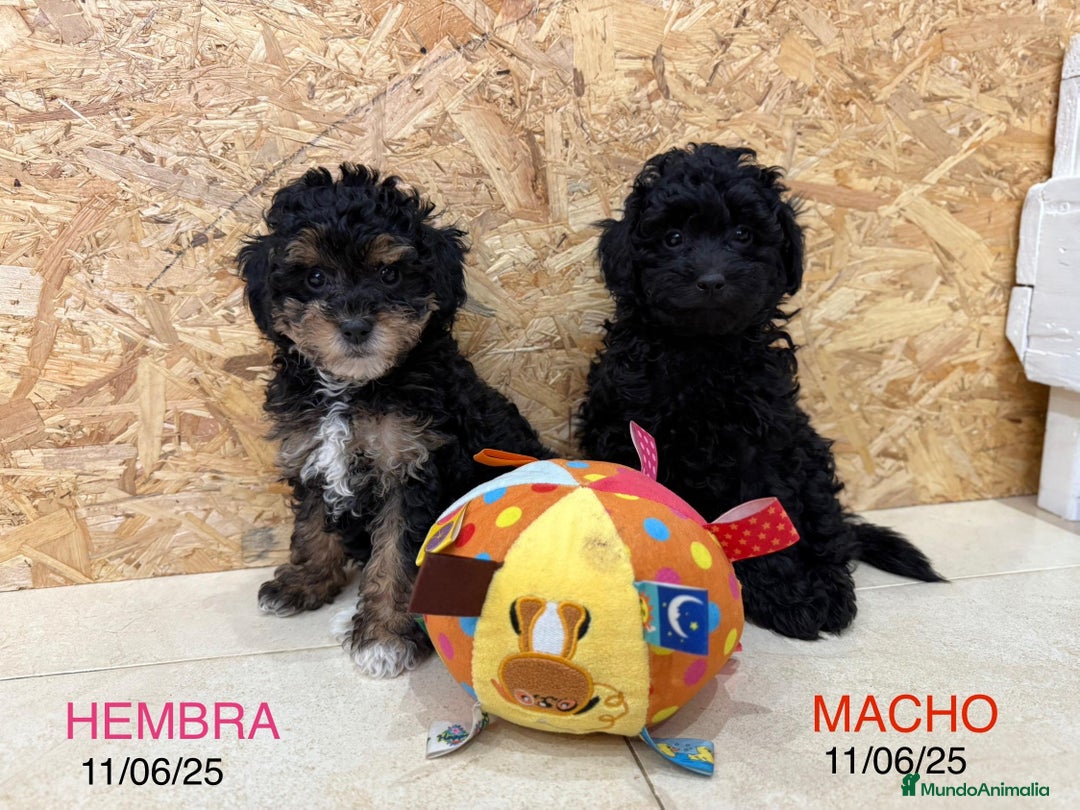 Caniche Enano perros en venta: Caniches enanos  - Imagen 2