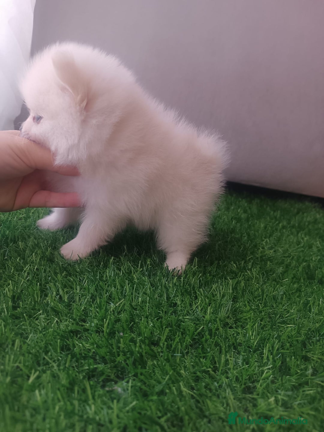 Pomerania perros en venta: Pomerania toy - Imagen 6