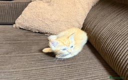 Británico de Pelo Corto gatos en venta: Gatcot.com - Imagen 6